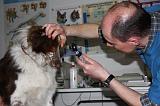 AUSCULTATION 264